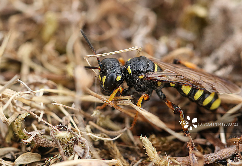 停留在干草地上的 Cerceris arenaria 砂尾掘地蜂图片素材