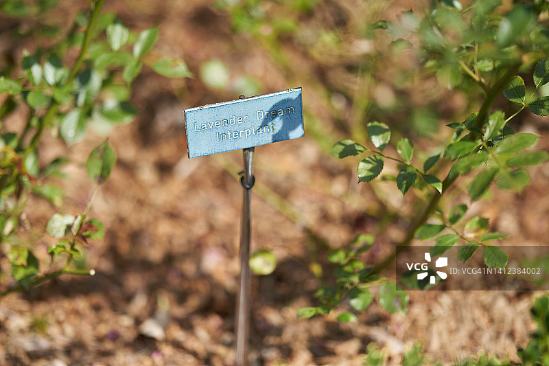 薰衣草梦幻玫瑰图片素材