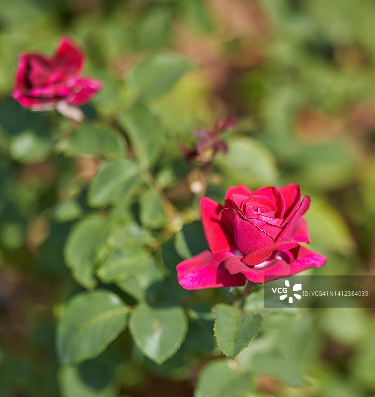 戴安娜伯爵夫人玫瑰图片素材