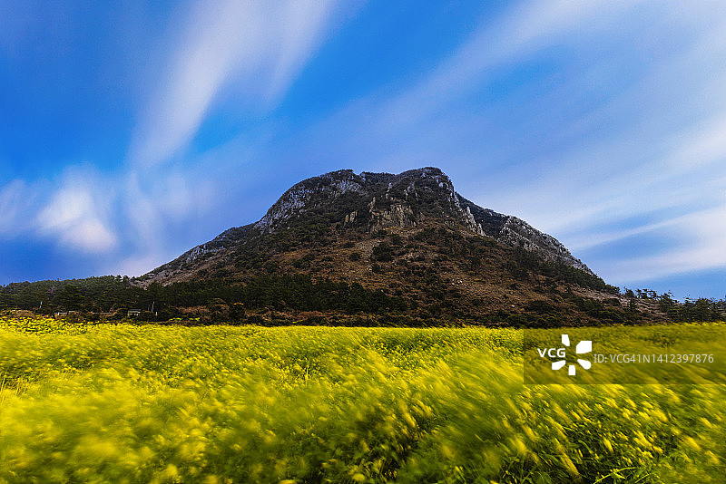 济州岛西归浦市安德面山房山油菜花田图片素材