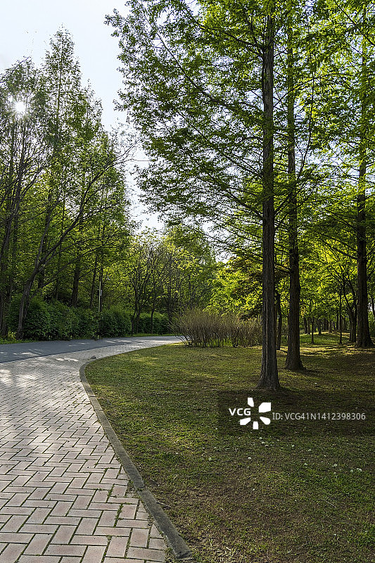 首尔麻浦区天空公园森林路图片素材