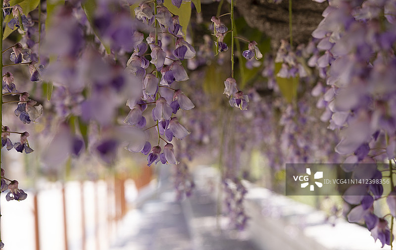 忠清南道唐津郡合德紫藤花长椅图片素材