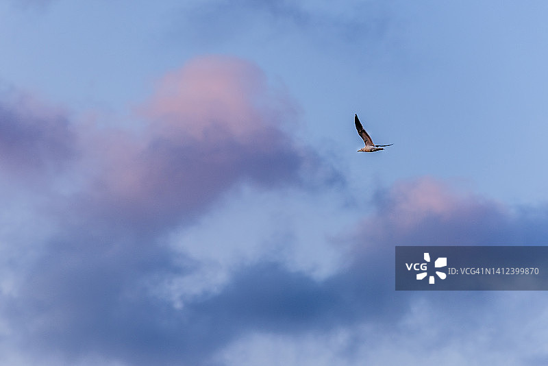 飞翔的海鸥与云朵图片素材