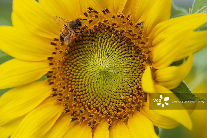 向日葵图片素材