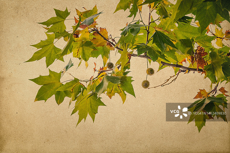 夏季车前草叶和树枝的阴影图片素材