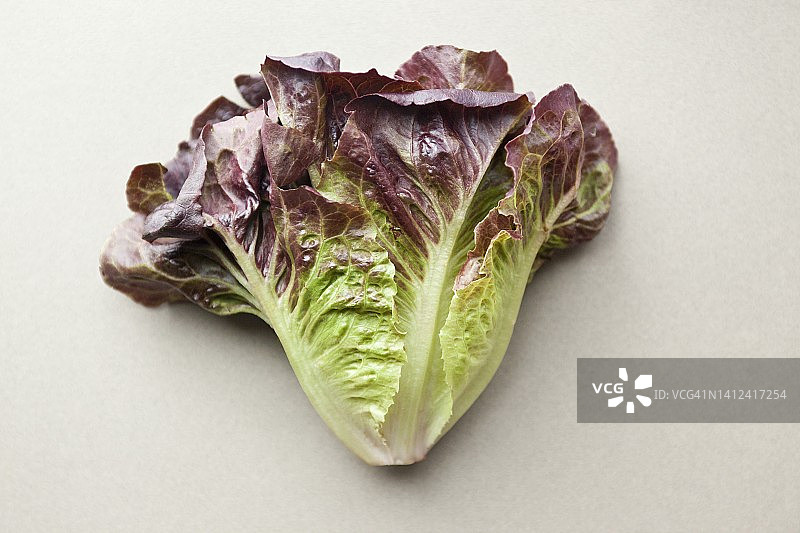 白色表面上的巴达维亚莴苣图片素材