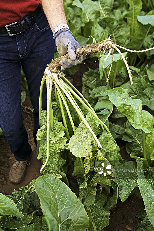 农民收获辣根图片素材