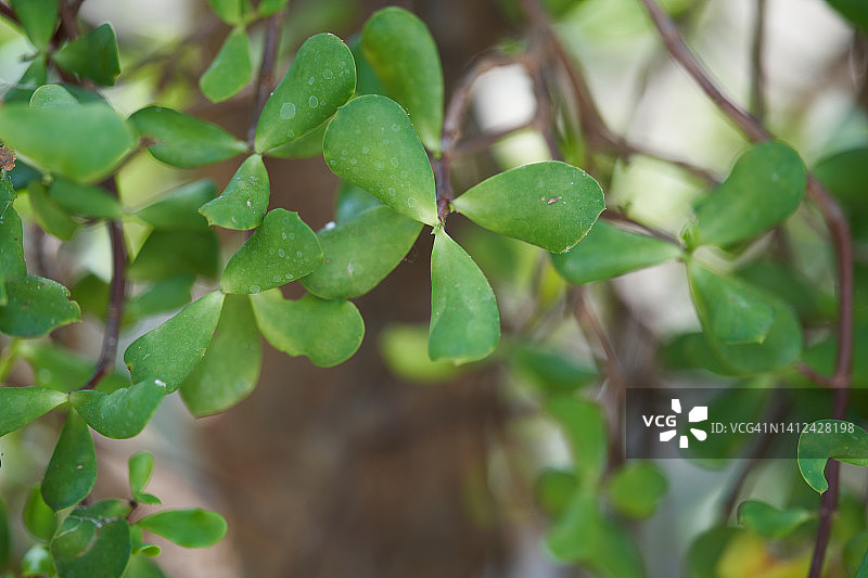 马齿苋树图片素材