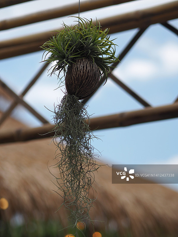 悬挂的西班牙苔藓图片素材