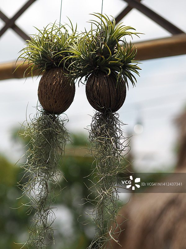 悬挂的西班牙苔藓图片素材