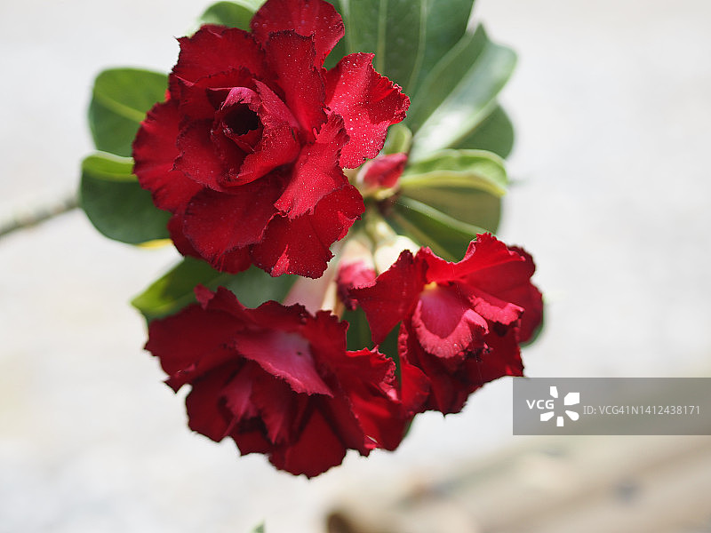 盛开白色沙漠玫瑰的亚丁花园自然背景图片素材