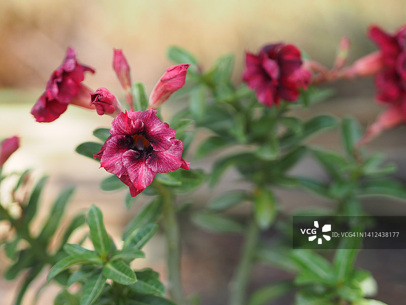 盛开白色沙漠玫瑰的亚丁花园自然背景图片素材