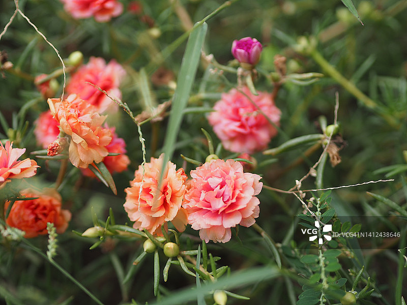 粉色重瓣太阳花图片素材