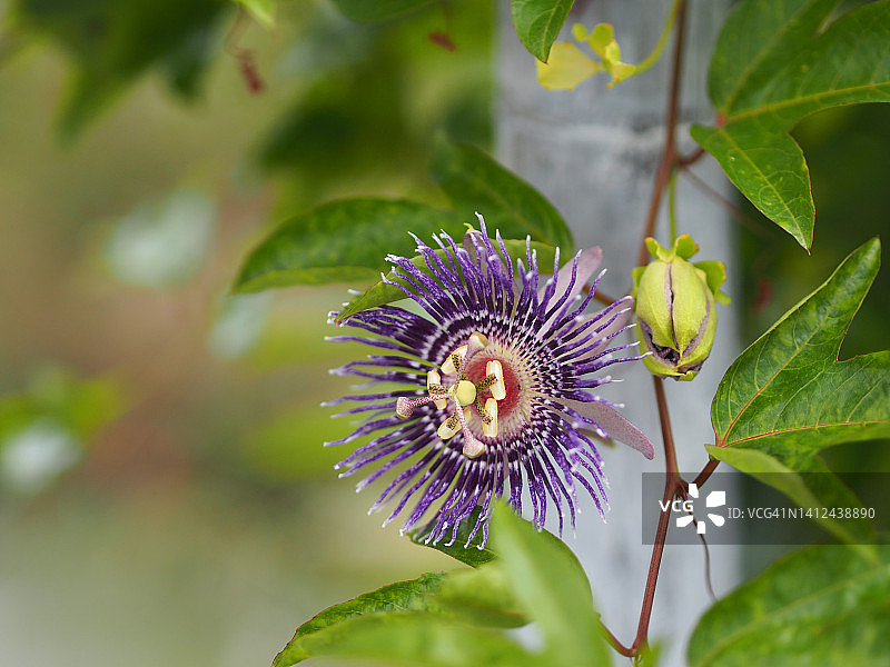 毛西番莲图片素材
