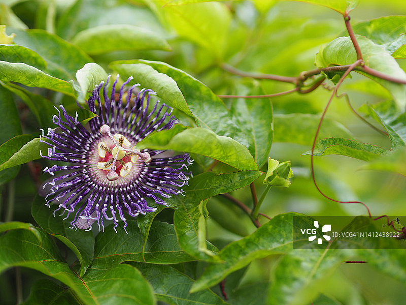 毛西番莲图片素材