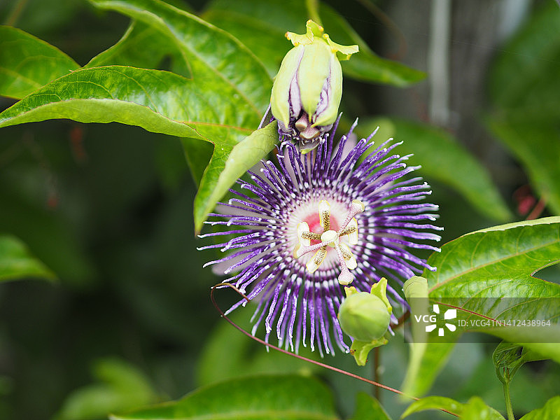 毛西番莲图片素材