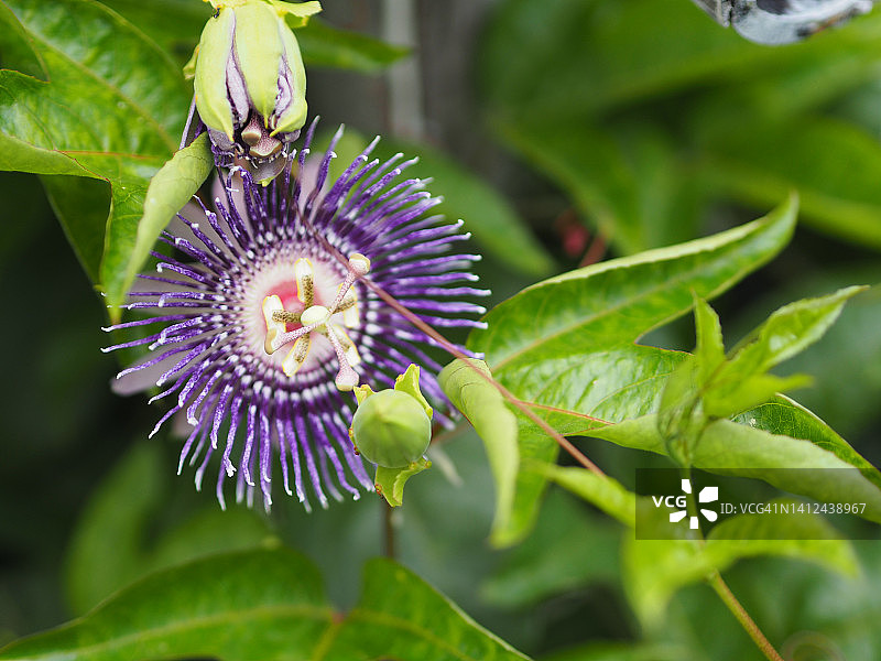 毛西番莲图片素材