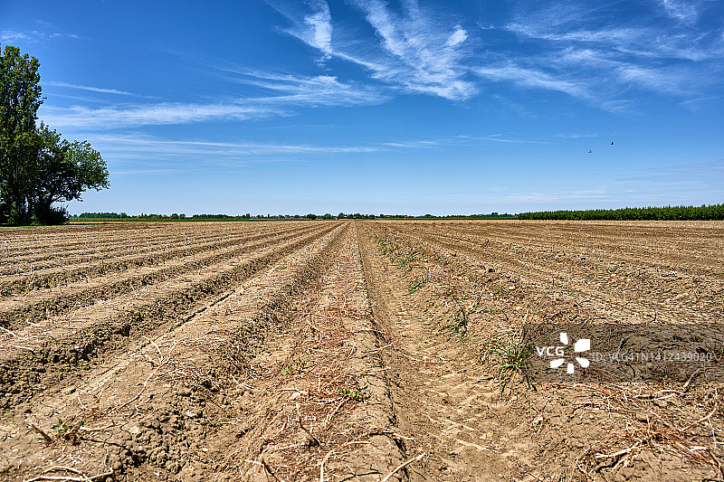 新鲜收获的土豆田图片素材