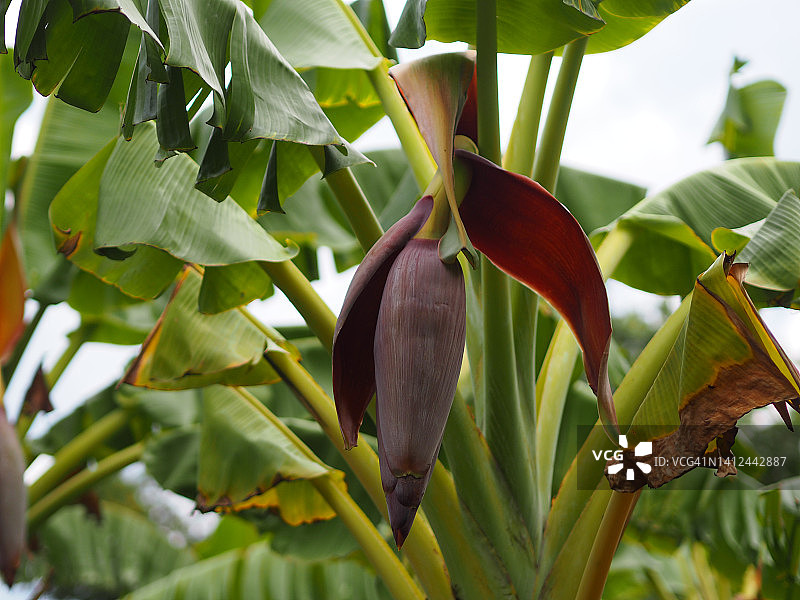 Pisang Awak香蕉树上的花和果实图片素材