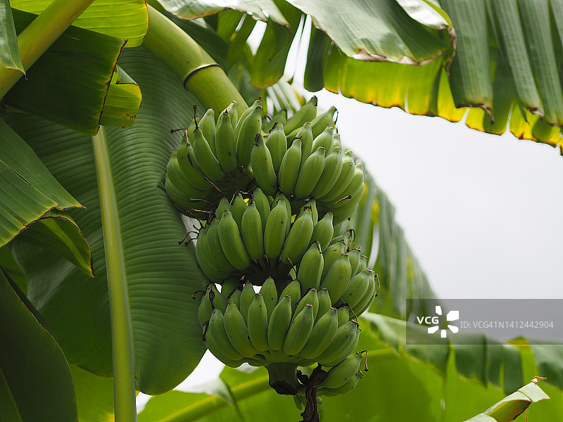 Pisang Awak香蕉树上的花和果实图片素材