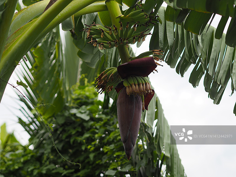 Pisang Awak香蕉树上的花和果实图片素材
