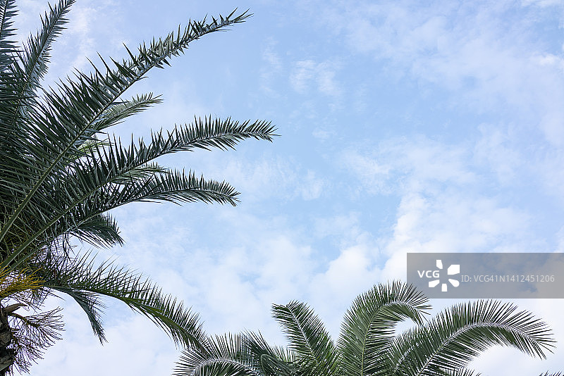 蓝天下面的棕榈树叶图片素材