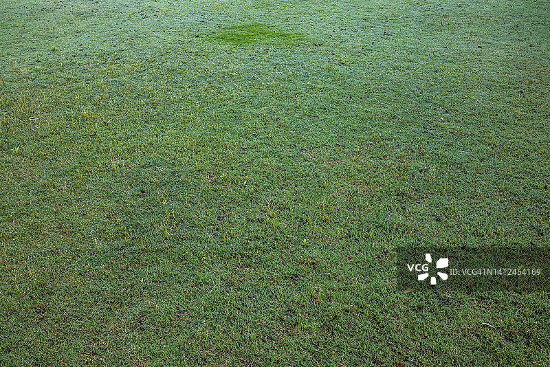 清晨的草地图片素材