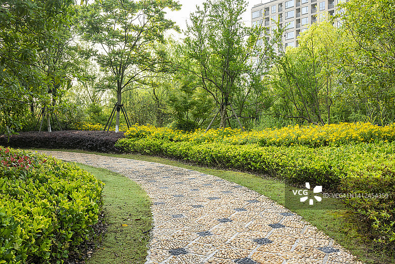 花园雏菊小径图片素材