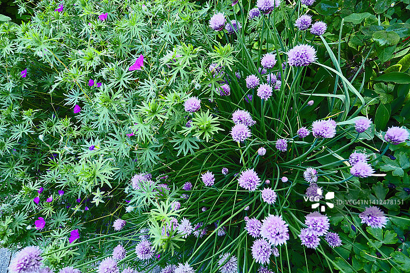 韭菜和野生老鹳草花头俯视图片素材