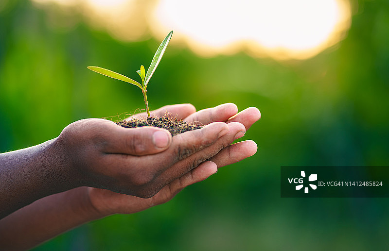 世界环境日概念：地球日，手中拿着正在生长的树苗。女性的手握着大树，背景是模糊的绿色自然图片素材