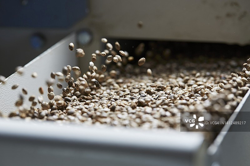 油厂清洁机中的大麻籽图片素材