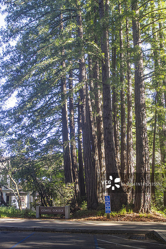 加州大学圣克鲁兹分校的海岸红杉图片素材