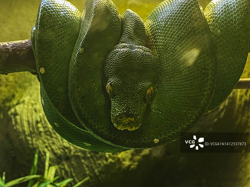 盘绕在树叶中，直视相机的绿色蛇图片素材