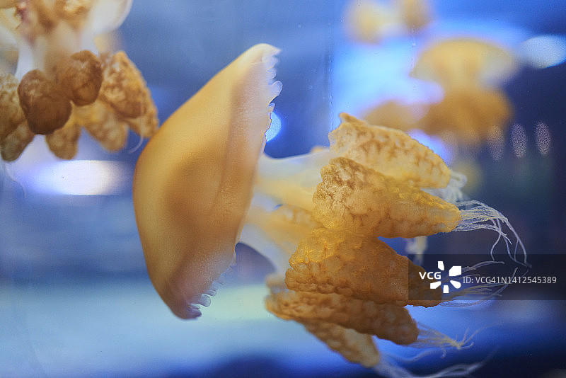 水母缸中蓝色灯光照亮的奶油色和米色发光水母图片素材