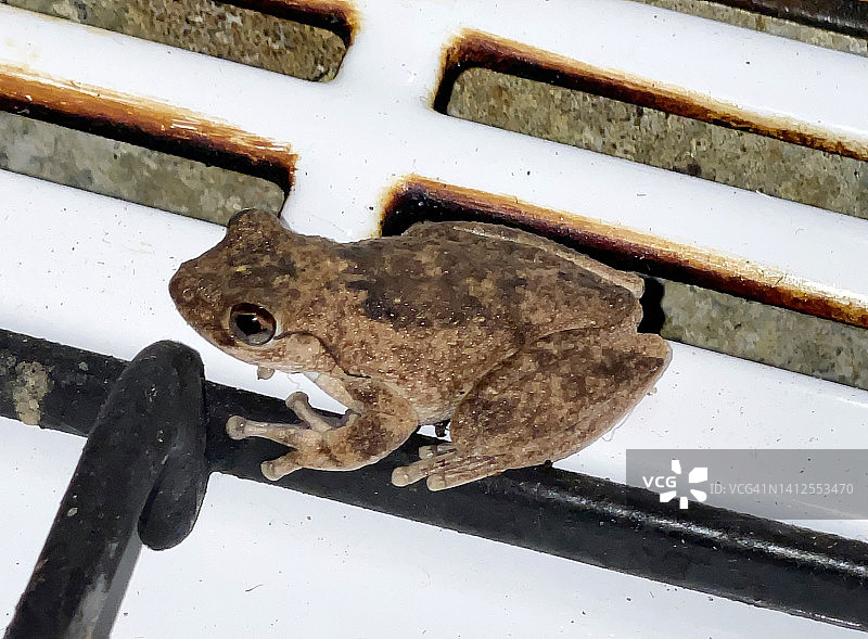 约克海岬蛙图片素材