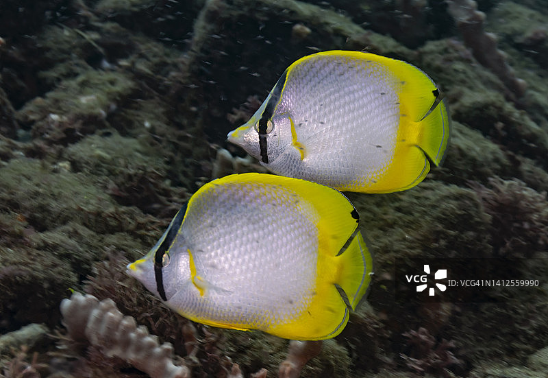 斑鳍蝴蝶鱼图片素材