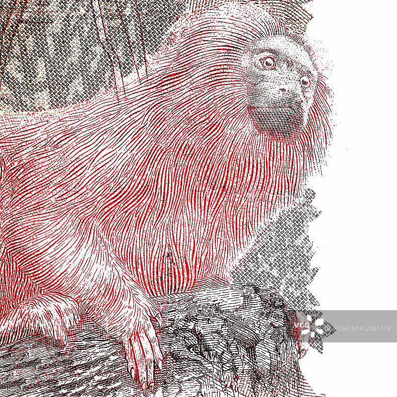 BRL 20 - 金狮面狨图片素材