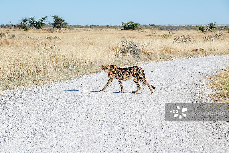 纳米比亚库内内区埃托沙国家公园内的非洲猎豹图片素材