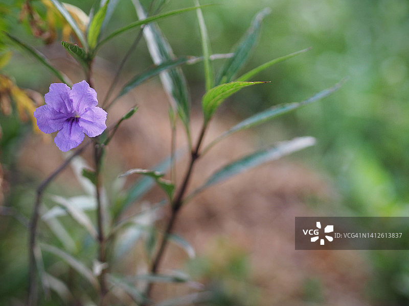 Waterkanon, Watrakanu, Minnieroot，铁根，Feverroot, popopod, Cracker plant, train -no, Toi ting ACANTHACEAE, Britton’s Wild，墨西哥蓝铃花，Petunia violet花盛开在花园的自然背景图片素材