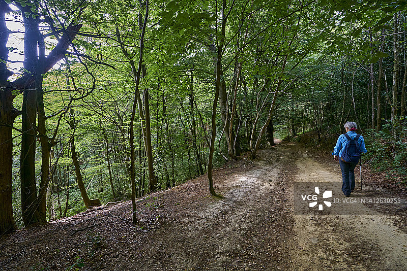 萨里丘陵的夏季英国乡村风光，英国萨里图片素材
