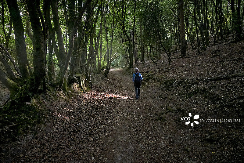 萨里丘陵的夏季英国乡村风光，英国萨里图片素材