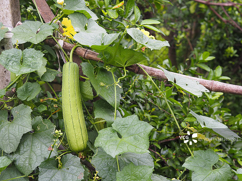 丝瓜：葫芦科绿色蔬菜图片素材