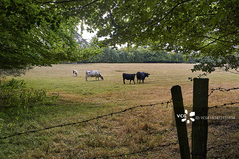 夏季英国乡村萨里山丘的农场，英国萨里图片素材
