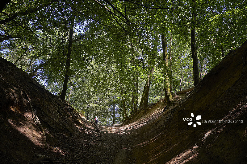 英国萨里郡夏季乡村森林风光图片素材