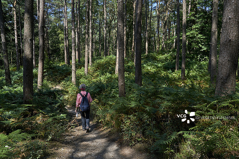 英国萨里郡夏季乡村森林风光图片素材