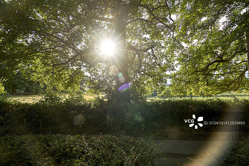 萨里丘陵的夏季英国乡村风光，英国萨里图片素材