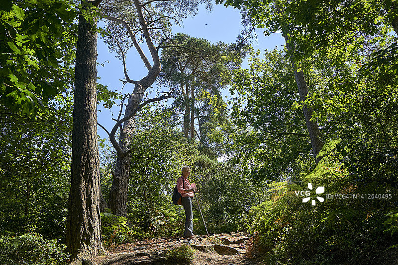 英国萨里郡夏季乡村森林风光图片素材