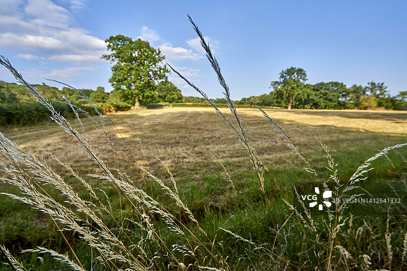 萨里丘陵的夏季英国乡村风光，英国萨里图片素材