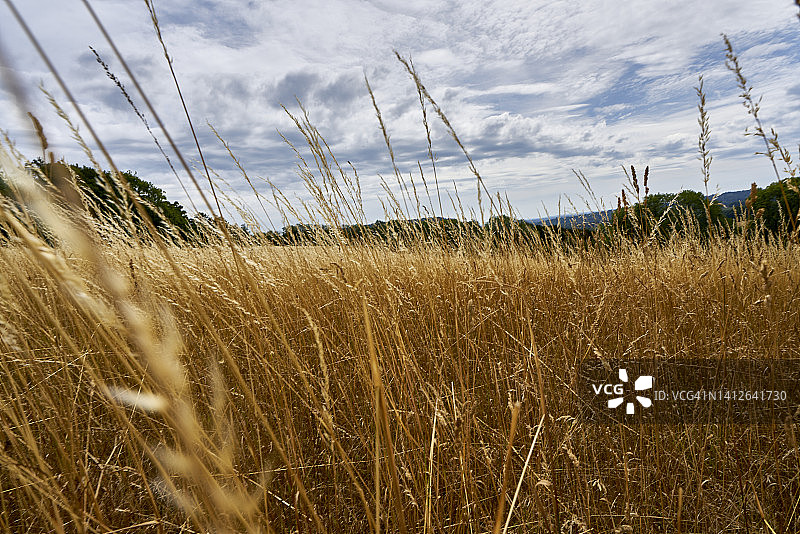萨里丘陵的夏季英国乡村风光，英国萨里图片素材