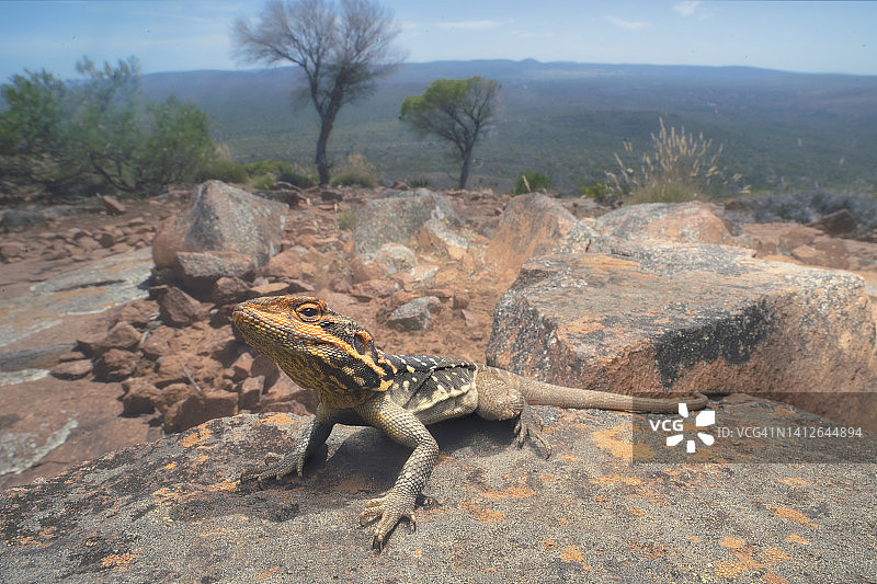 南澳大利亚岩石上的半岛岩石飞龙图片素材